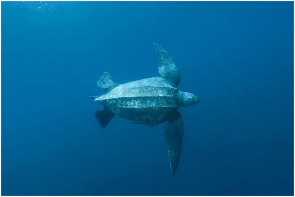 海底一万米有什么生物