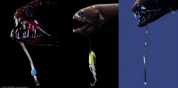 海底一万米有什么生物