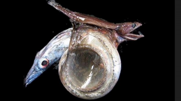 海底一万米有什么生物