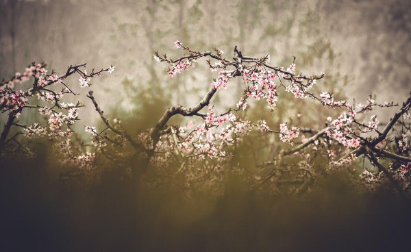 桃花源记是桩大阴谋