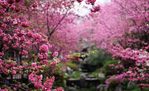 桃花源记是桩大阴谋