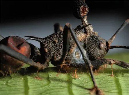 世界上真的有丧尸吗