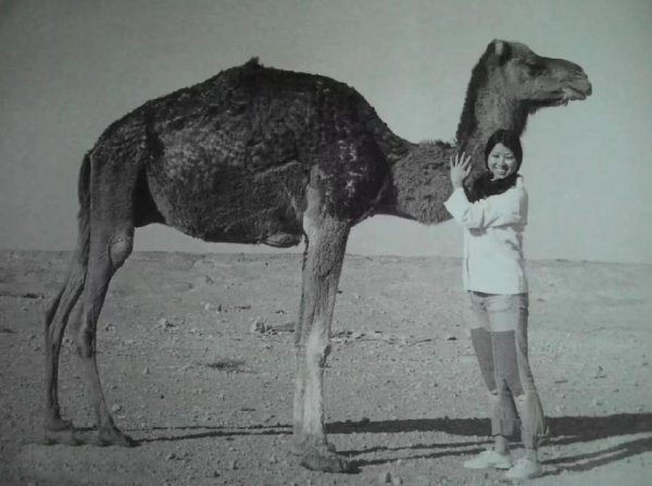 三毛和荷西有什么故事