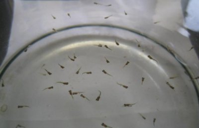 小孔雀鱼苗怎么养 孔雀鱼苗饲养过程中容易忽略的小细节