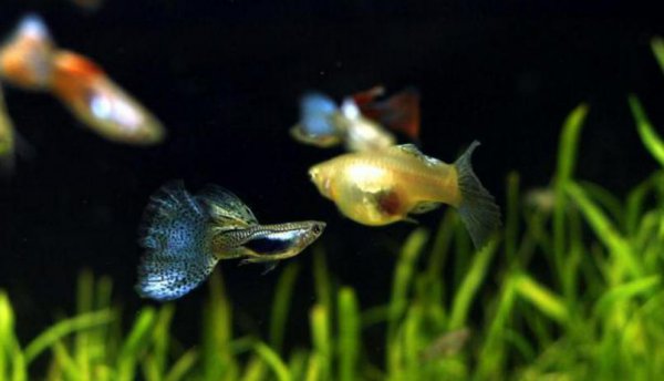 小孔雀鱼苗怎么养