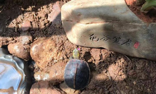 黄缘龟寿命一般有多少年