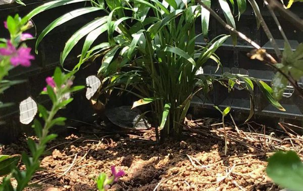 黄缘龟寿命一般有多少年