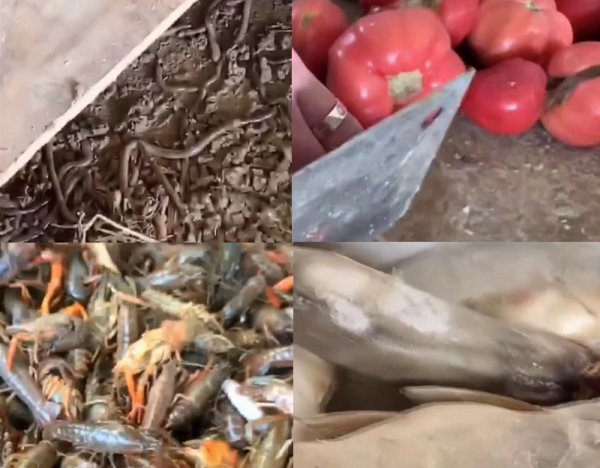 黄缘龟寿命一般有多少年