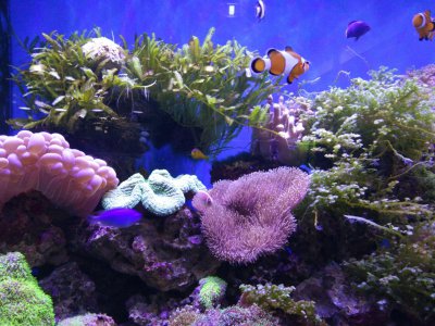 海缸需要的设备有什么 海缸开缸所需要的设备都有哪些