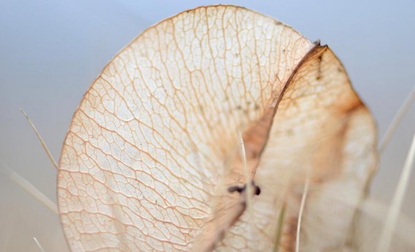 双子座男生喜欢一个人的表现