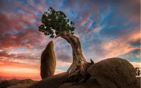 木石姻缘的由来与含义