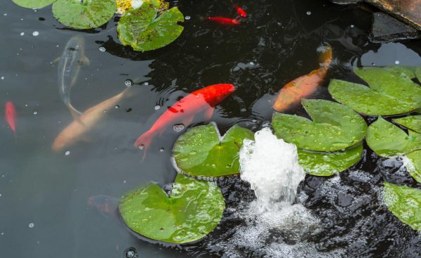 草金鱼怎么养金长得快