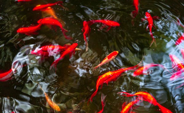 草金鱼怎么养金长得快