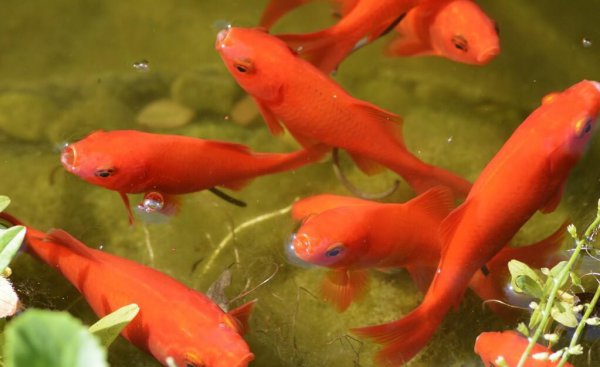 草金鱼怎么养金长得快