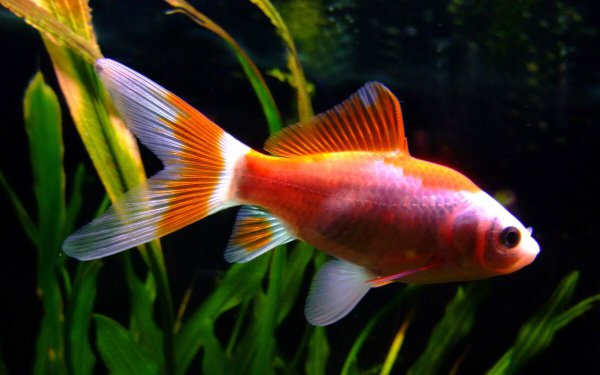 草金鱼怎么养金长得快