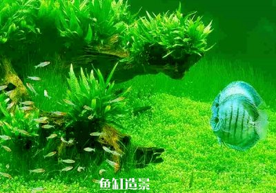 鱼缸爆藻了怎么办 常见的解决鱼缸爆藻的办法有哪些