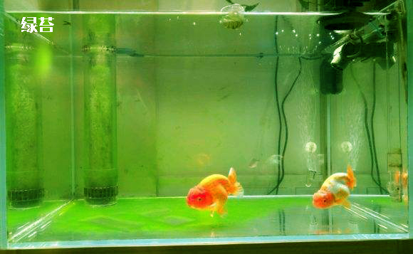鱼缸爆藻了怎么办