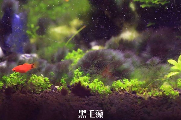 鱼缸爆藻了怎么办