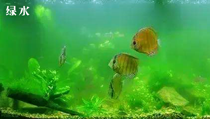 鱼缸爆藻了怎么办