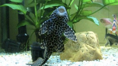 清道夫的危害性 清道夫的坏处所以不能随便放生