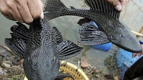 清道夫的危害性