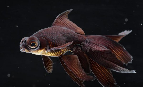 金鱼变黑是什么原因