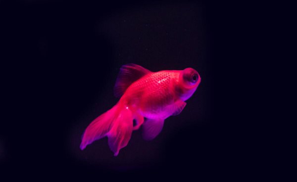 金鱼变黑是什么原因