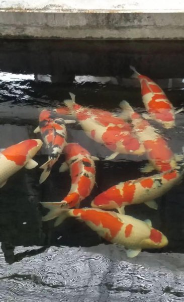 锦鲤的寓意是什么含义