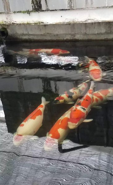 锦鲤的寓意是什么含义