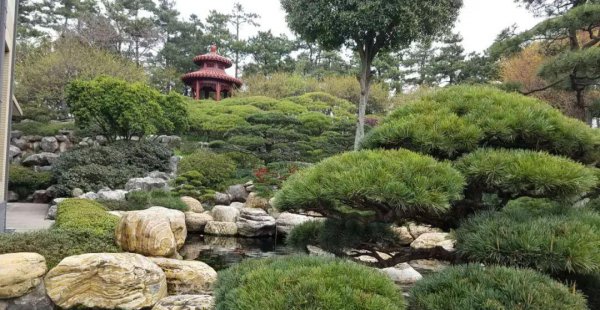 锦鲤的寓意是什么含义