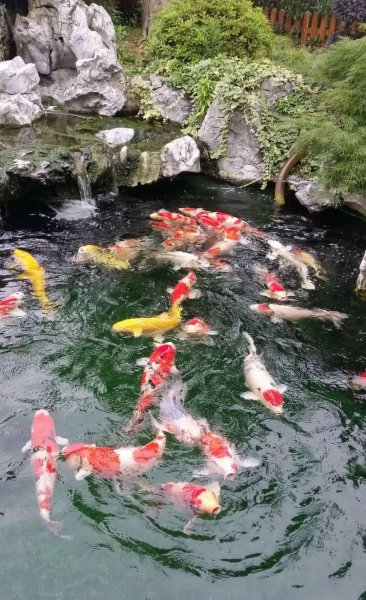 锦鲤的寓意是什么含义