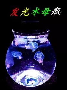 海洋馆买的水母怎么养