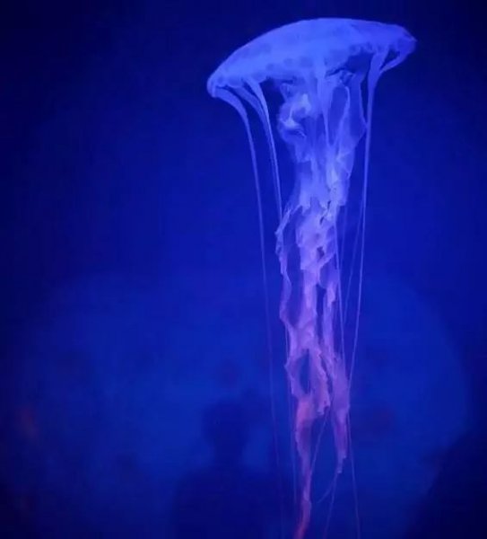 海洋馆买的水母怎么养