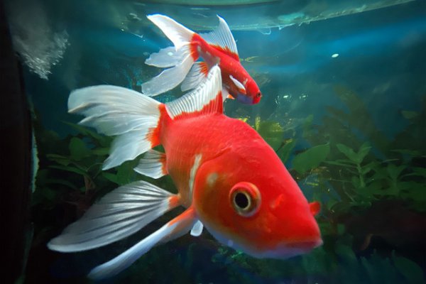 鱼翻肚子是什么原因