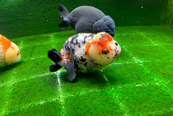 鱼翻肚子是什么原因