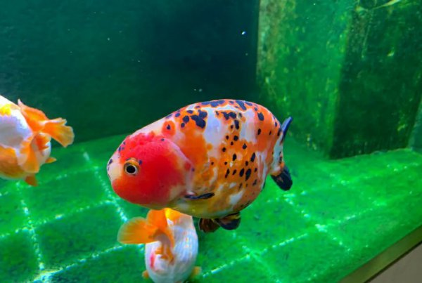 鱼翻肚子是什么原因