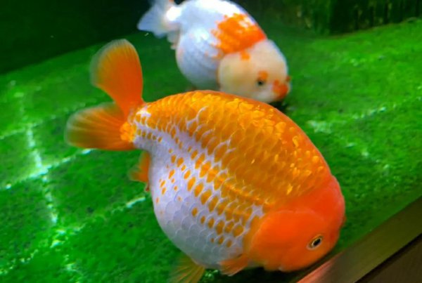 鱼翻肚子是什么原因