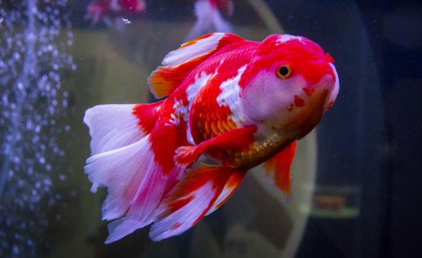 鱼翻肚子是什么原因