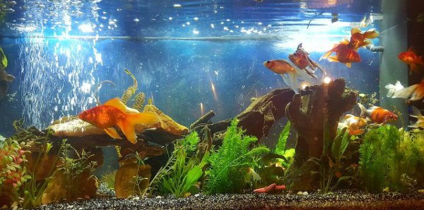 鱼翻肚子是什么原因