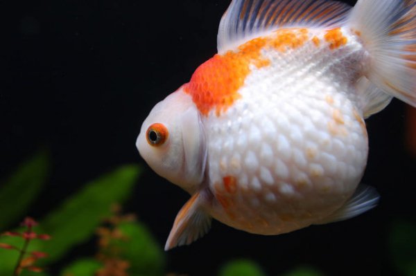 鱼翻肚子是什么原因