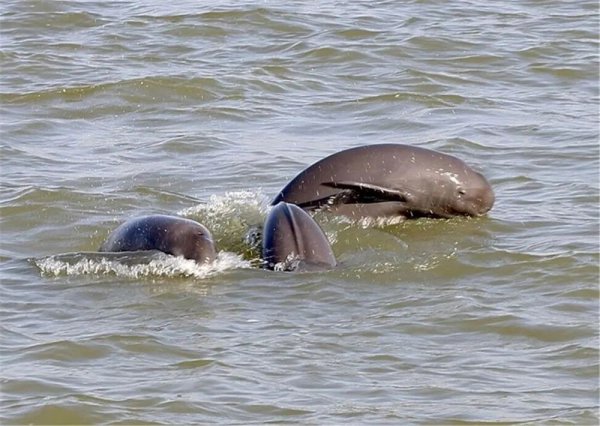 水中大熊猫是什么生物