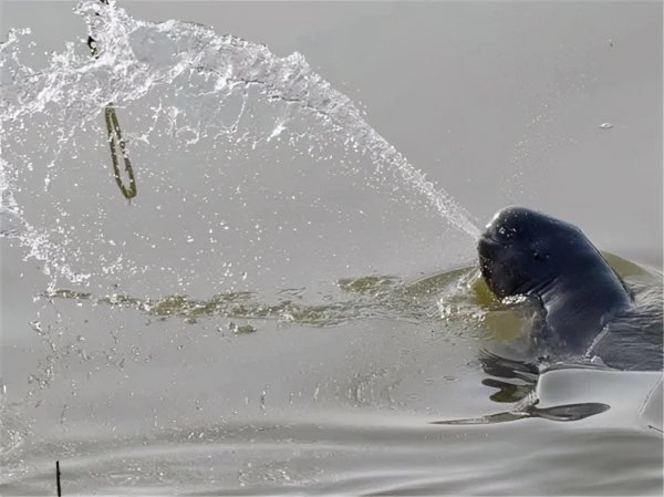 水中大熊猫是什么生物