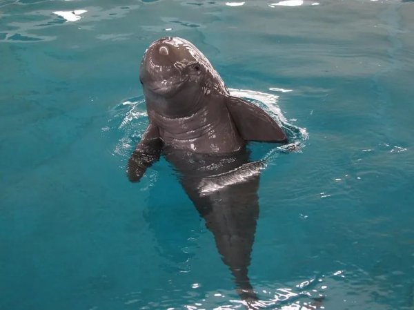 水中大熊猫是什么生物