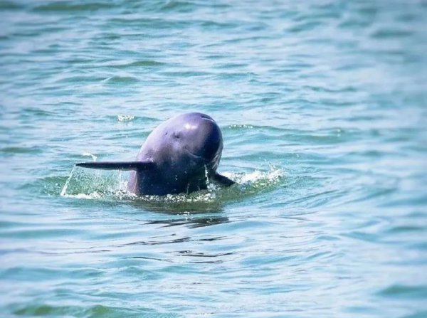 水中大熊猫是什么生物