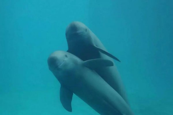 水中大熊猫是什么生物