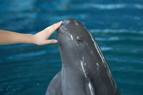 水中大熊猫是什么生物