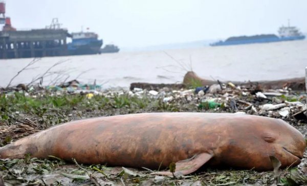 水中大熊猫是什么生物