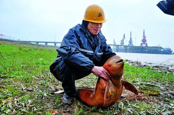 水中大熊猫是什么生物