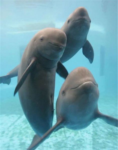 水中大熊猫是什么生物