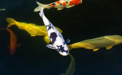 锦鲤养殖的方法与技巧有哪些 锦鲤怎样才能养出彩